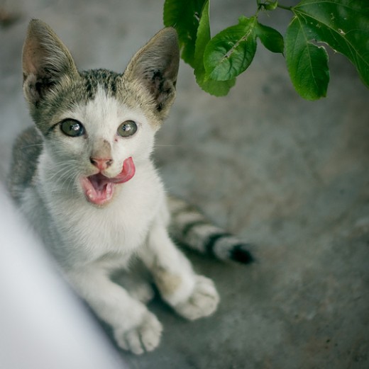 Why do cats constantly lick?