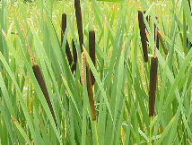 The cattail is an every season plant. Meaning, every season you can either eat or use a part of this plant.