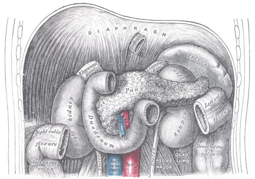 Image shows positions of duodenum and pancreas
