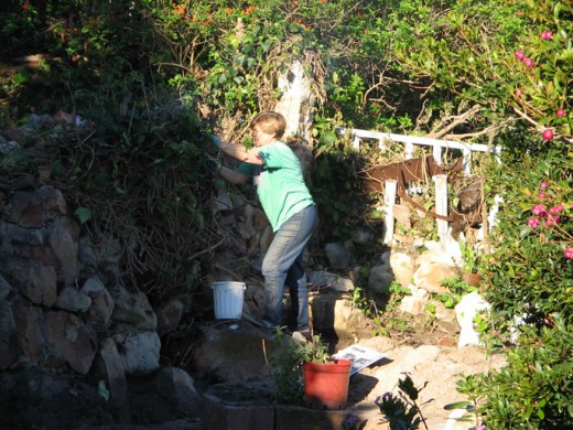 clearing plot first