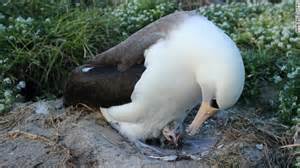 Laysan Albatross and Chick