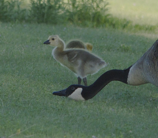 Canada Goose and Gosling
