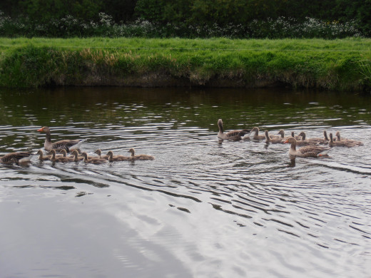 This two happy Geese families were swimming in a river parallel to the Rotte at level 'B'.