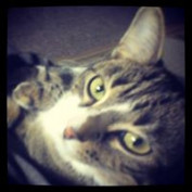 Pebbles da Cat profile image