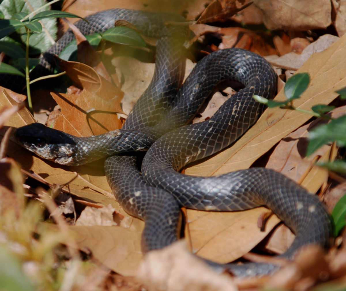 facts-about-southern-black-racer-snakes-hubpages