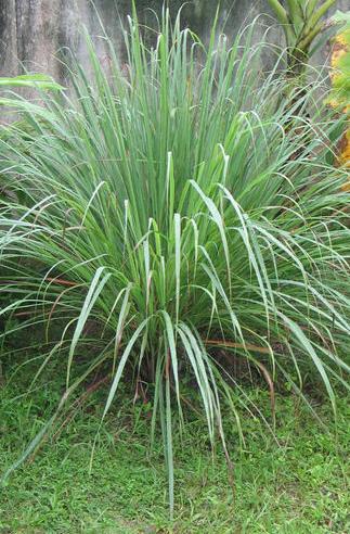 Lemon Grass is a source of food oil, pharmaceutical, cosmetic and medical applications.