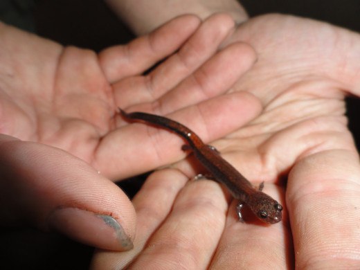 salamander 