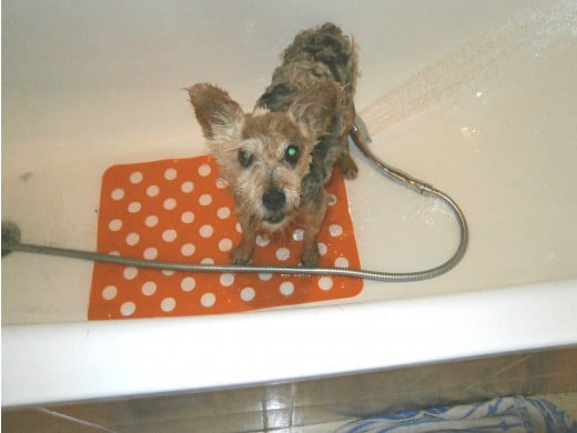 My dog Gonzo in the bath