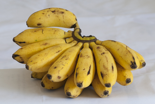 "Hand" of Lady-Finger Bananas