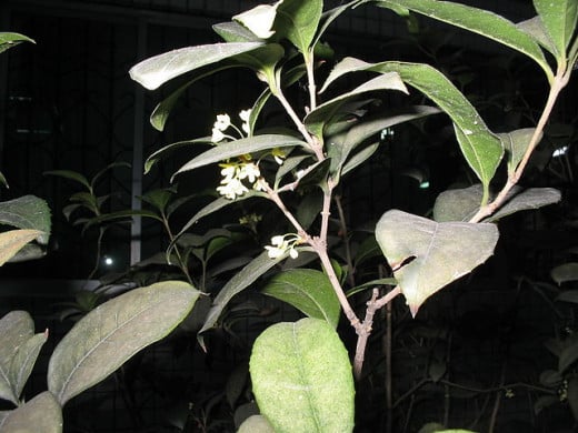 The tea olive. You can barely see the flower, but the fragrance of the tiny flower is not so reticent.