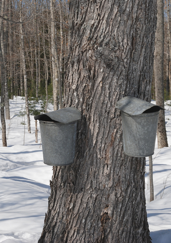 Sugar maple trees tapped using traditional taps and buckets.