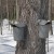 Sugar maple trees tapped using traditional taps and buckets.