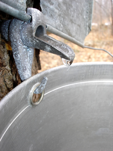 Efficient traditional taps also have a hook to hold the sap bucket.