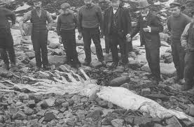 The body of a Squid that washed up
