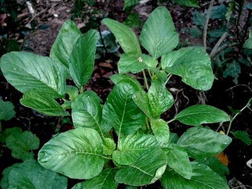 baby spinach leaves can be harvested very early when the leaves are small baby spinach leaves can be harvested very early when the leaves are small