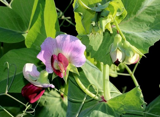 The pods of Snow and Snap peas are eaten before the peas develop, providing early harvest The pods of Snow and Snap peas are eaten before the peas develop, providing early harvest
