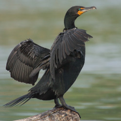 What Can You Learn from a Cormorant?