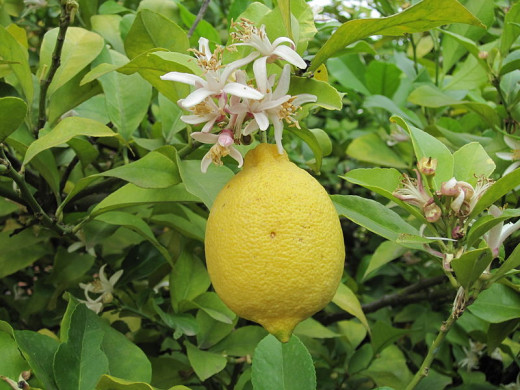 A lovely lemon waiting to be plucked for our Lemon Supreme Pound Cake!