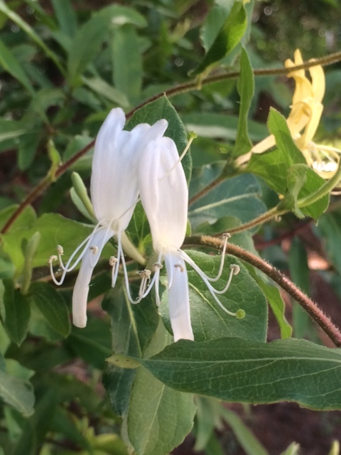 Just a few honeysuckle flowers can create intense fragrance.