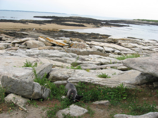 Picnicking at Reid State Park