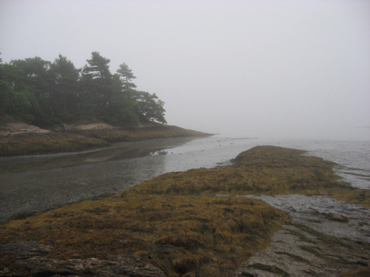 Beautiful even on a foggy trip