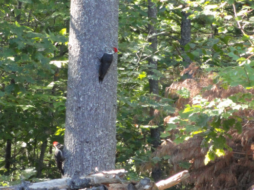 pileated Woodpeckers