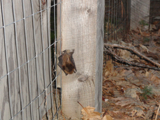 Bat sleeping on old dog pen.