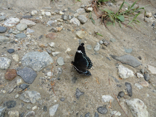 A butterfly hanging out on a path walked by many 