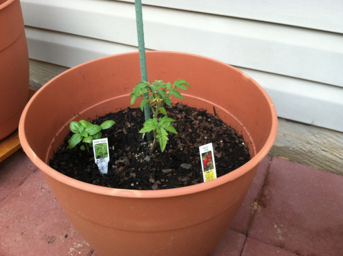 April 19: Porch tomato from first planting, growing more slowly than everything else. Sweet basil added later.