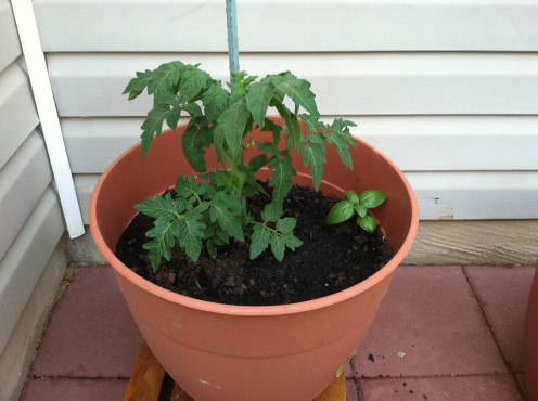 April 20: Porch tomato from first planting, this container got stuck right under the corner of the roof where a steady stream of rain threatened to drown it. It is currently my tallest tomato. Sweet basil added later.