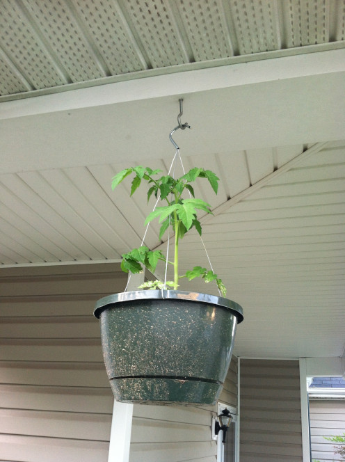 April 30th: Cherry tomato in hanging basket.
