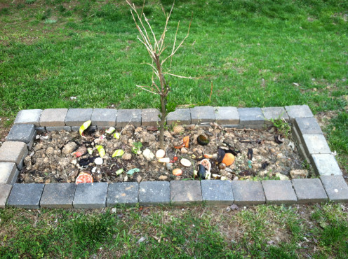 April 12th: John's indoor (and thought dead) orange tree transplanted to the old garden spot, which has turned into my new compost pile. (Note: bury this before moving out.)