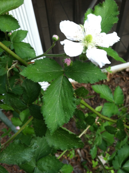 May 6th: A close up of the raspberry leaves which I am going to pick, dry, and turn into raspberry leaf tea.