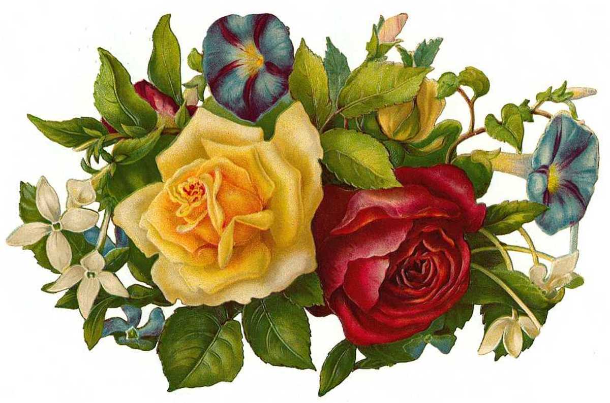 Free Victorian Flowers and Vintage Fruit Clip Art and Borders hubpages
