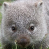 Wombatty profile image
