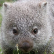 Wombatty profile image