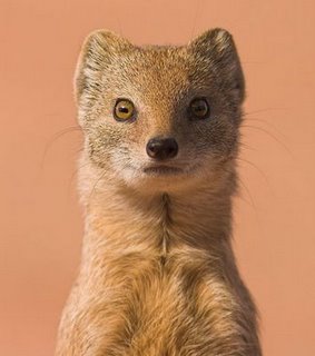 Weasel words will weasel their wee bit of bias into your whimsical writing.