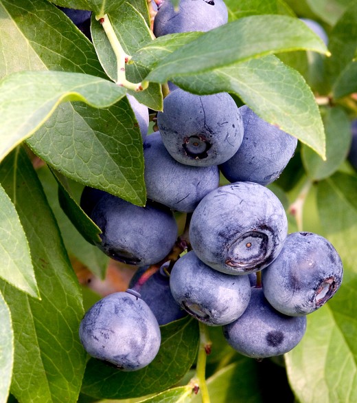 Ripe blueberries on the vine.