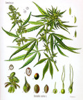 The Many Names and Uses of Cannabis sativa