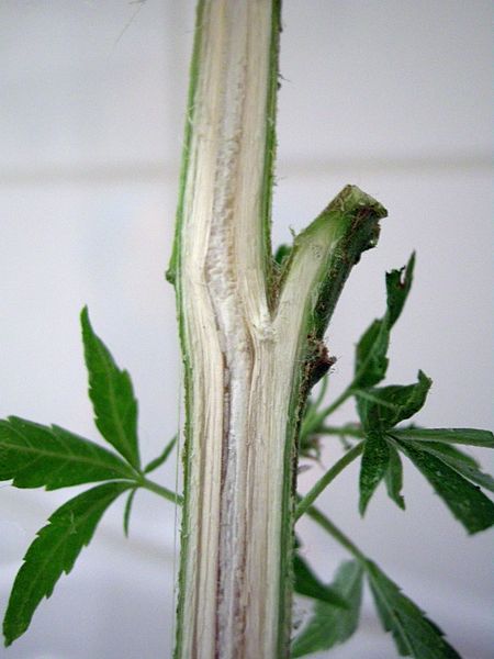 Detail of fibers in Cannabis stem.
