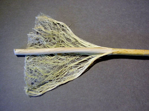 Another look on hemp fibers.