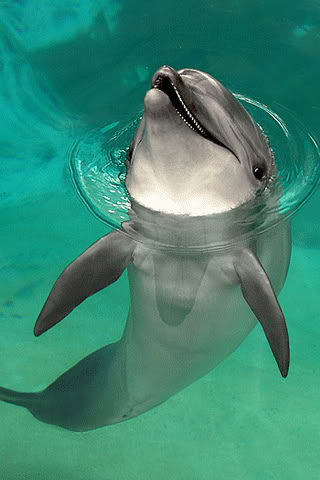 Dolphin from photobucket by hikari_miyako