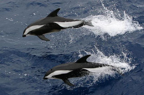 Photo of Hourglass Dolphins taken from the Greenpeace ship Esperanza by 