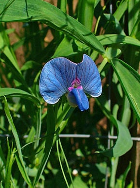Flower of grass pea.