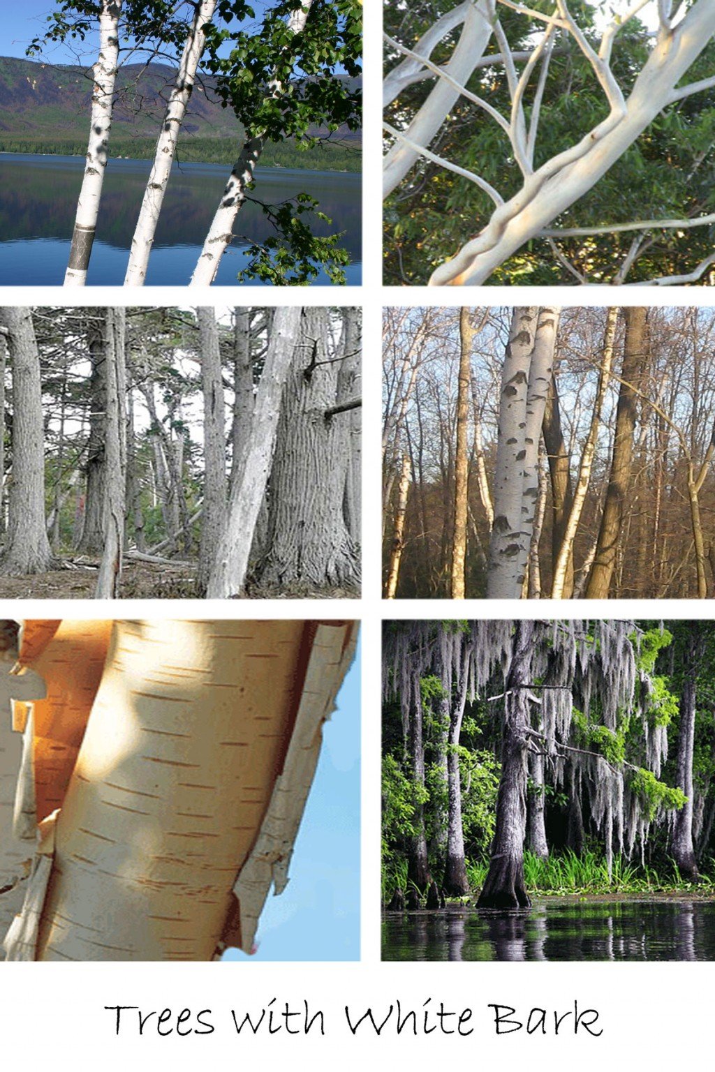 10 Wonderful Trees With White Bark | Dengarden