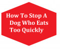 How To Keep Your Dog From Eating Its Food Too Fast