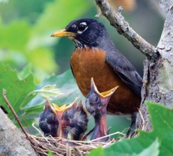 Mother Robin