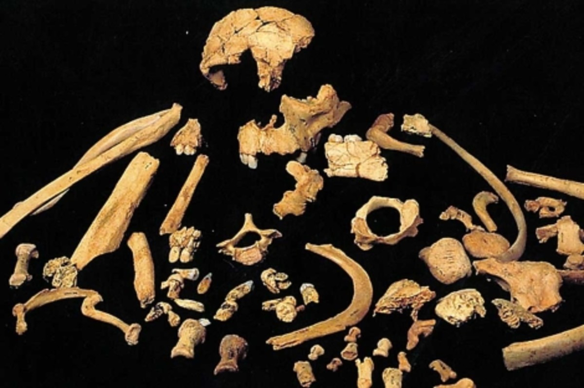 Homo antecessor bones from Gran Dolina.