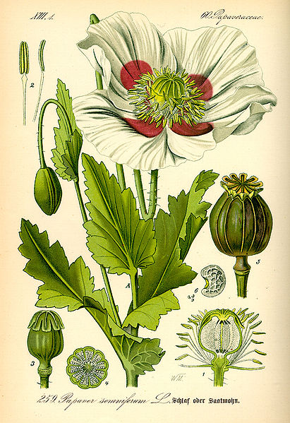 Opium poppy, Papaver somniferum L.