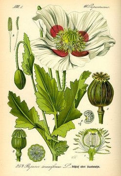 The History of Opium Poppy, Papaver somniferum L.